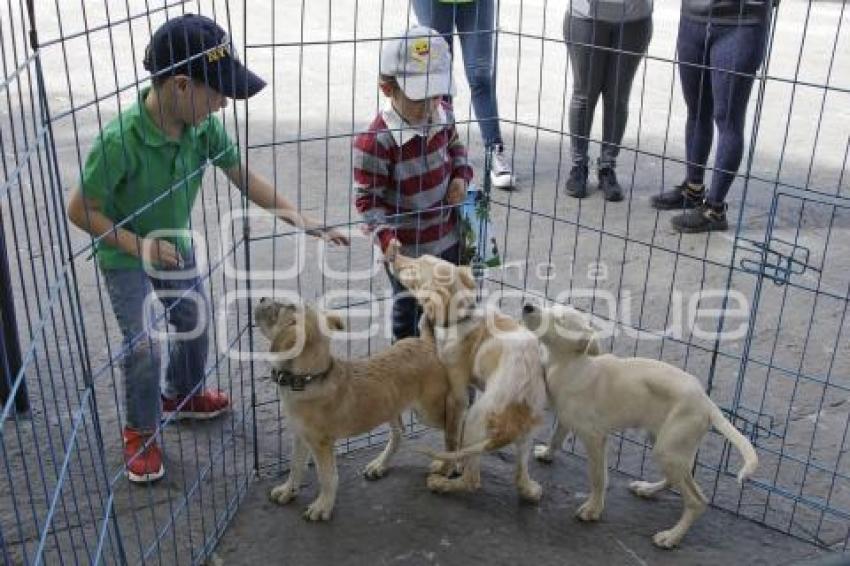 JORNADA DE ADOPCIÓN CANINA 