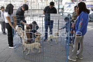 JORNADA DE ADOPCIÓN CANINA 