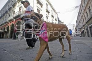 CARRERA CONTIGO Y TUS PERRITOS