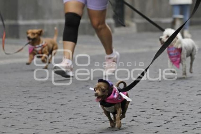 CARRERA CONTIGO Y TUS PERRITOS