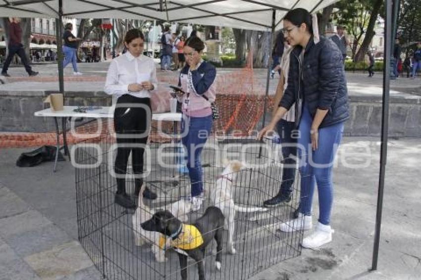 JORNADA DE ADOPCIÓN CANINA 