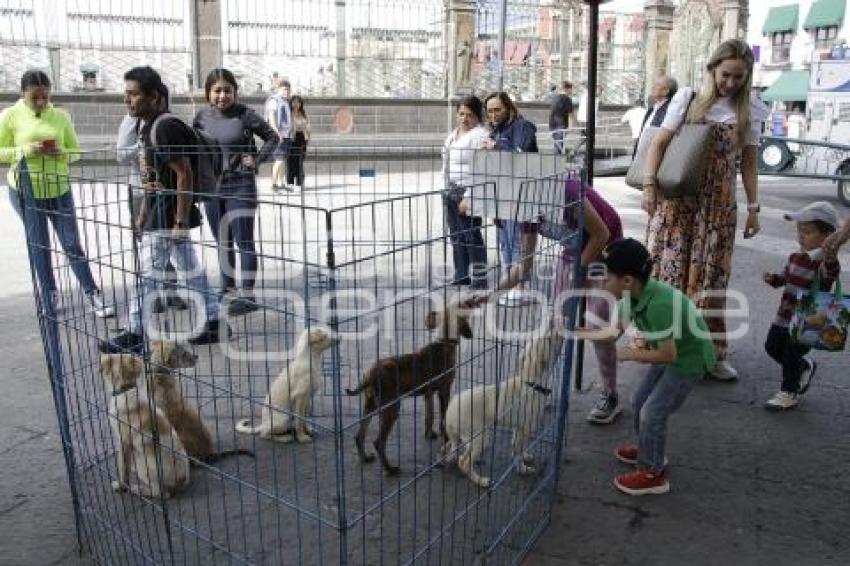 JORNADA DE ADOPCIÓN CANINA 