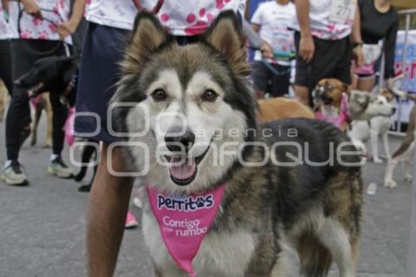 CARRERA CONTIGO Y TUS PERRITOS