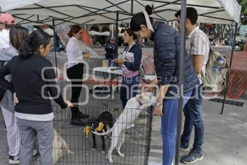 JORNADA DE ADOPCIÓN CANINA 