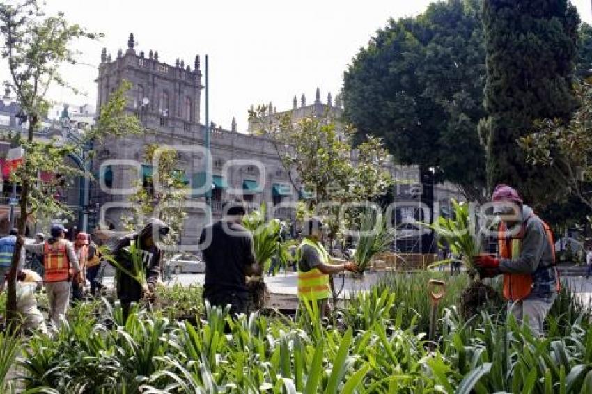 ZÓCALO . PLANTACIÓN JARDINERAS