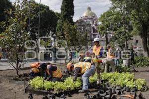 ZÓCALO . PLANTACIÓN JARDINERAS