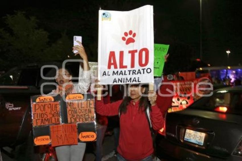 MANIFESTACIÓN MALTRATO ANIMAL