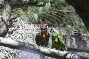 TLAXCALA . ZOOLÓGICO ALTIPLANO