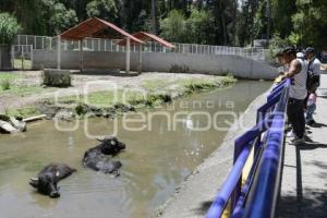 TLAXCALA . ZOOLÓGICO ALTIPLANO