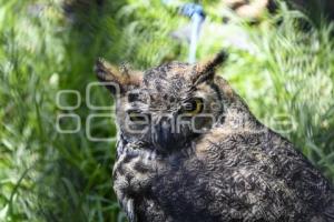 TLAXCALA . ZOOLÓGICO ALTIPLANO