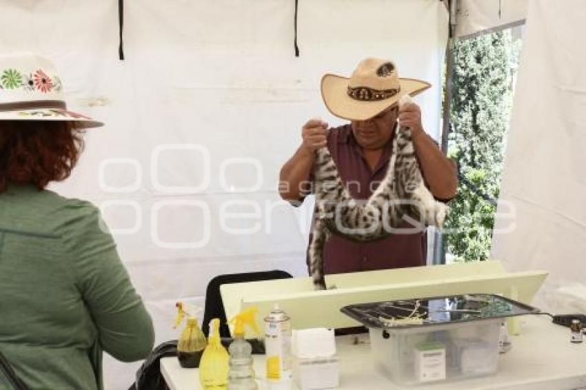 TLAXCALA . JORNADA ESTERILIZACIÓN