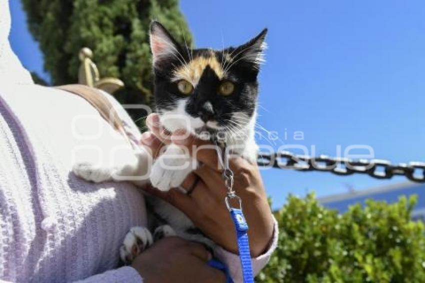 TLAXCALA . JORNADA ESTERILIZACIÓN