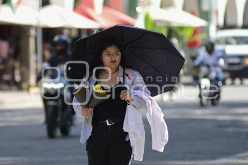 TLAXCALA . FLORES AMARILLAS