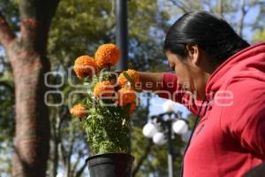 TLAXCALA . FLOR DE CEMPASÚCHIL