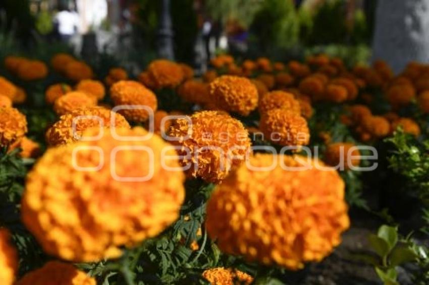 TLAXCALA . FLOR DE CEMPASÚCHIL