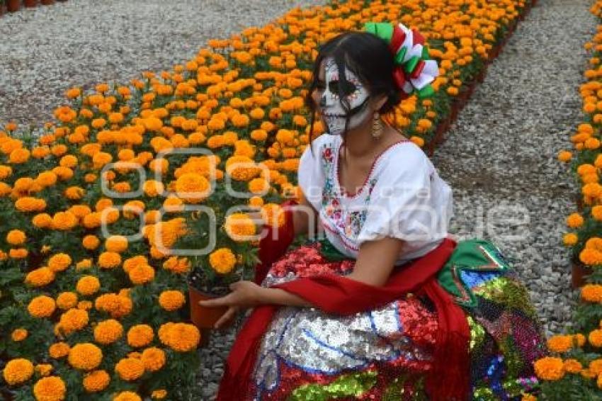 ATLIXCO . FLOR DE CEMPASÚCHIL