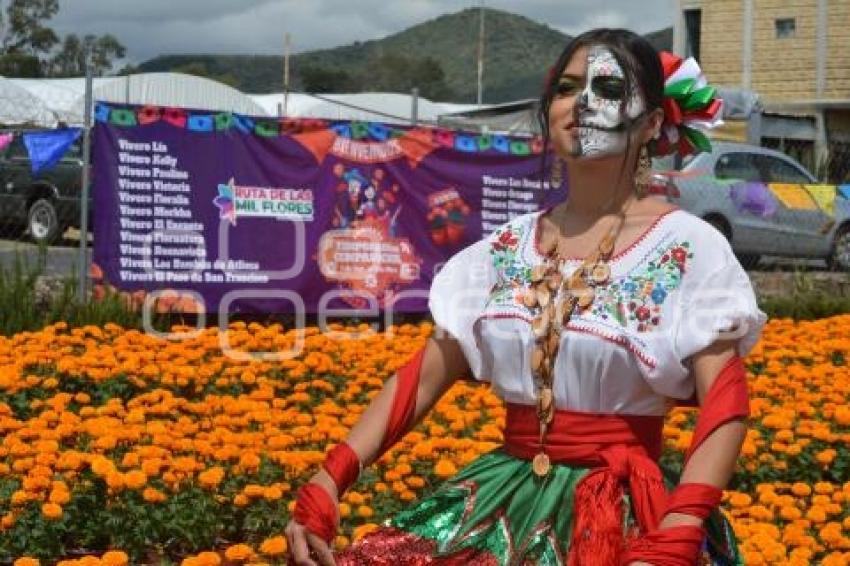 ATLIXCO . FLOR DE CEMPASÚCHIL