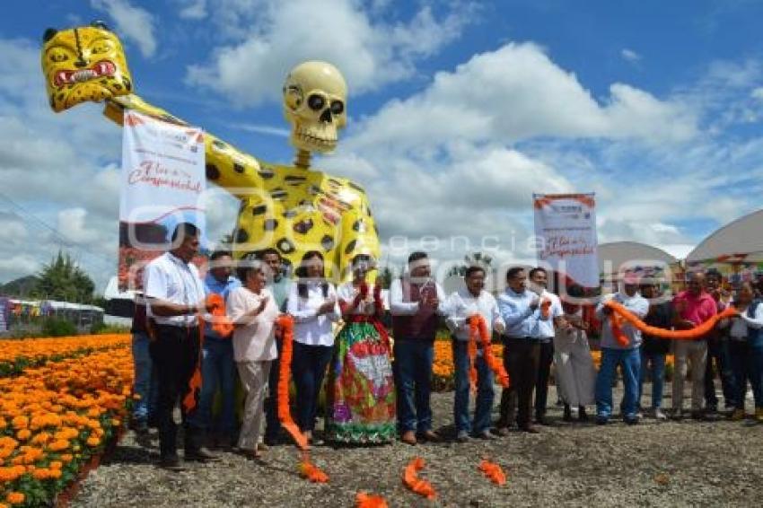 ATLIXCO . FLOR DE CEMPASÚCHIL