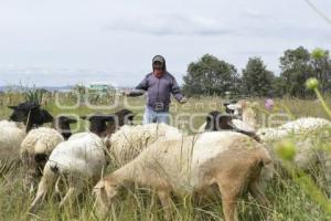 TLAXCALA . CAMPO