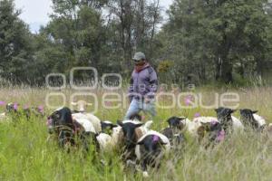 TLAXCALA . CAMPO