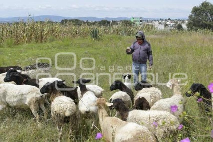 TLAXCALA . CAMPO