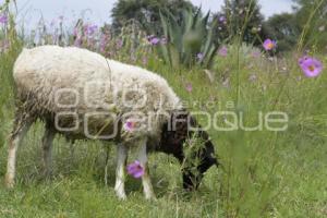 TLAXCALA . CAMPO