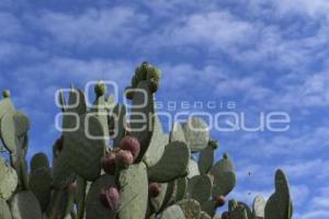 TLAXCALA . CIELO ABORREGADO