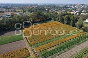 TLAXCALA . CAMPOS DE CEMPASÚCHIL