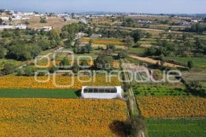 TLAXCALA . CAMPOS DE CEMPASÚCHIL