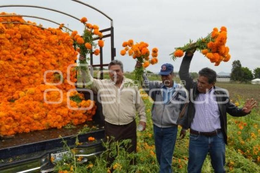 ATLIXCO . FLOR DE CEMPASÚCHIL