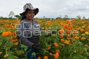 ATLIXCO . FLOR DE CEMPASÚCHIL