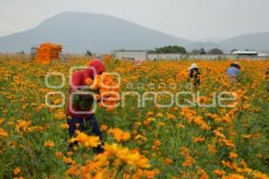 ATLIXCO . FLOR DE CEMPASÚCHIL