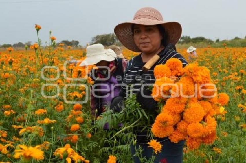 ATLIXCO . FLOR DE CEMPASÚCHIL