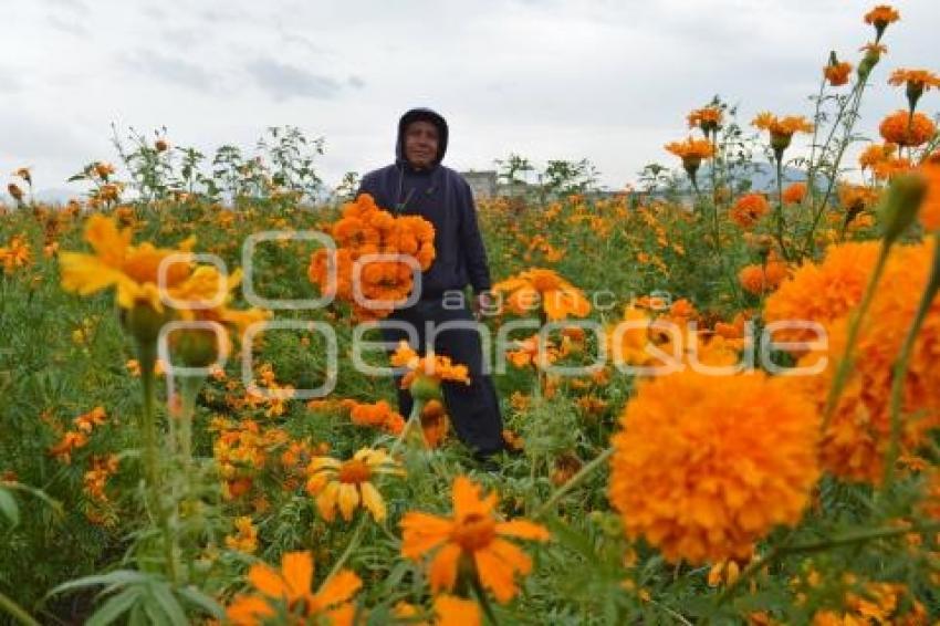 ATLIXCO . FLOR DE CEMPASÚCHIL