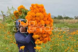 ATLIXCO . FLOR DE CEMPASÚCHIL