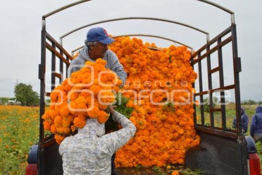 ATLIXCO . FLOR DE CEMPASÚCHIL