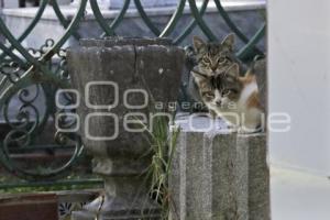 PANTEÓN MUNICIPAL . GATOS