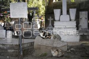 PANTEÓN MUNICIPAL . GATOS