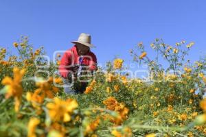 TLAXCALA . FLOR DE CEMPASÚCHIL 