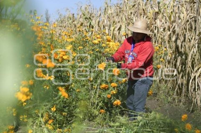 TLAXCALA . FLOR DE CEMPASÚCHIL 