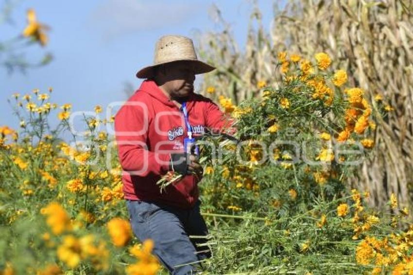 TLAXCALA . FLOR DE CEMPASÚCHIL 