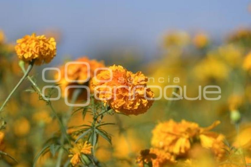 TLAXCALA . FLOR DE CEMPASÚCHIL 