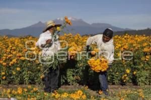 FLOR DE CEMPASÚCHIL