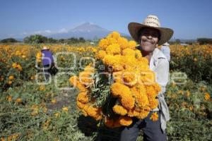 FLOR DE CEMPASÚCHIL