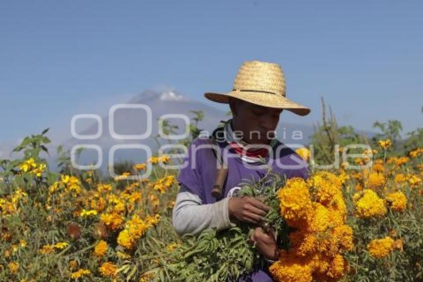 FLOR DE CEMPASÚCHIL