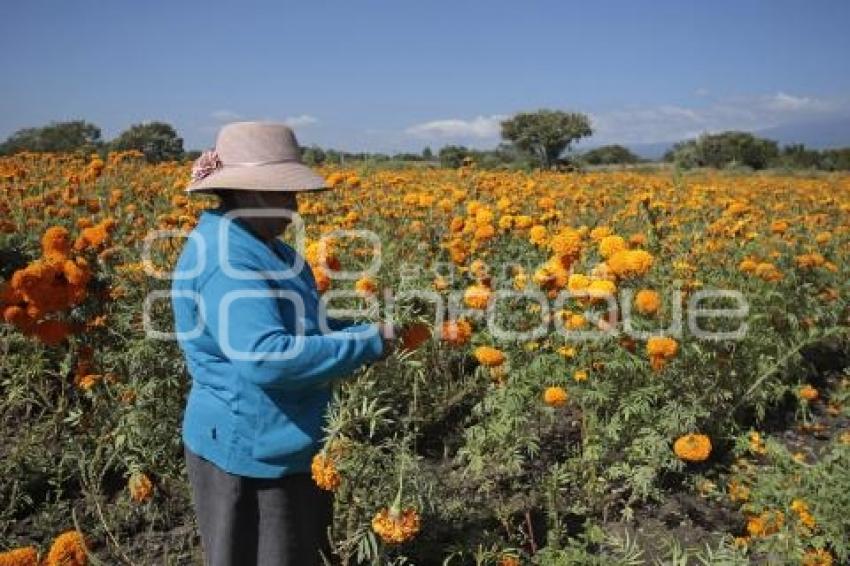 FLOR DE CEMPASÚCHIL