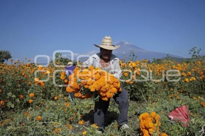 FLOR DE CEMPASÚCHIL