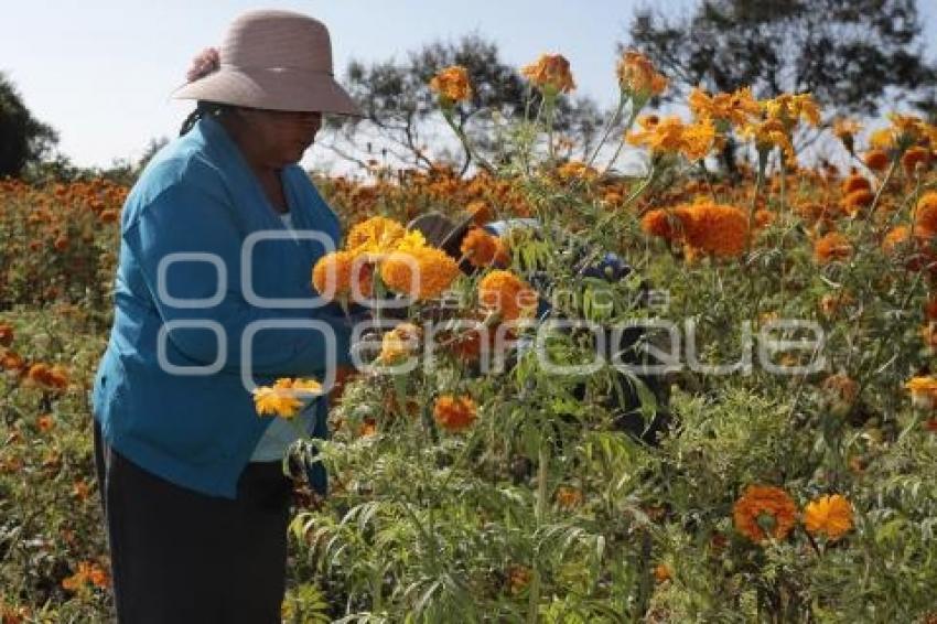 FLOR DE CEMPASÚCHIL