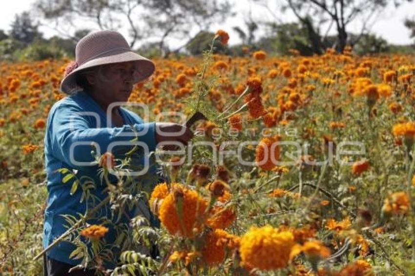 FLOR DE CEMPASÚCHIL