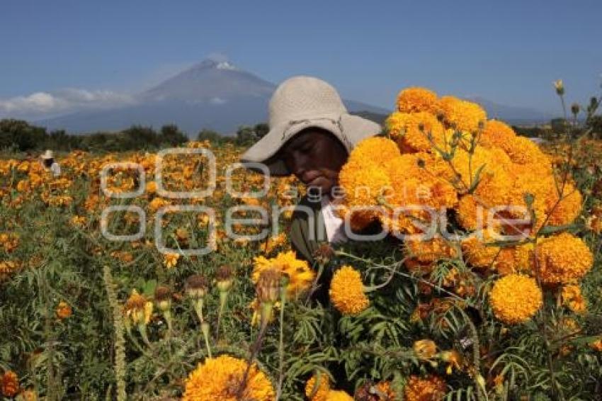 FLOR DE CEMPASÚCHIL